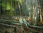 Фото, бамбук, паломническая поездка по Японии